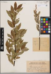 Foto von Salix daphnoides Vill. x Salix repens L.